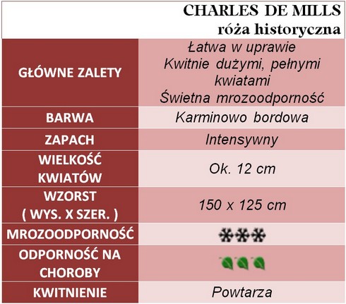 CHARLES DE MILLS róża historyczna